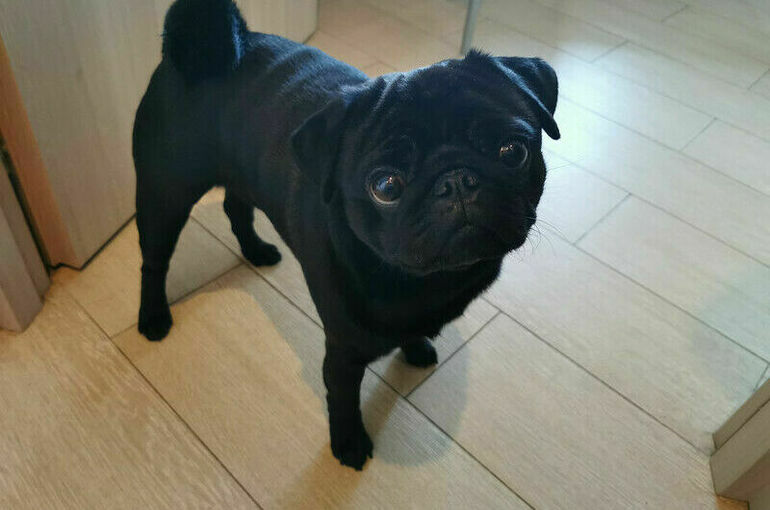 «Новые люди» предложили установить День защиты животных