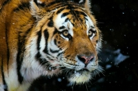 Почему тигры стали кусачими