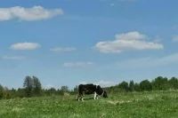 В Минсельхозе назвали основные угрозы для развития животноводства