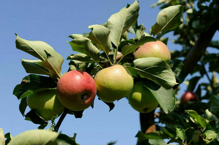 Евросоюз изучит введение таможенных пошлин на все сельхозтовары из РФ