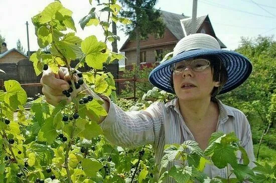 Кабачки, аренда, мастер-классы: как заработать на даче