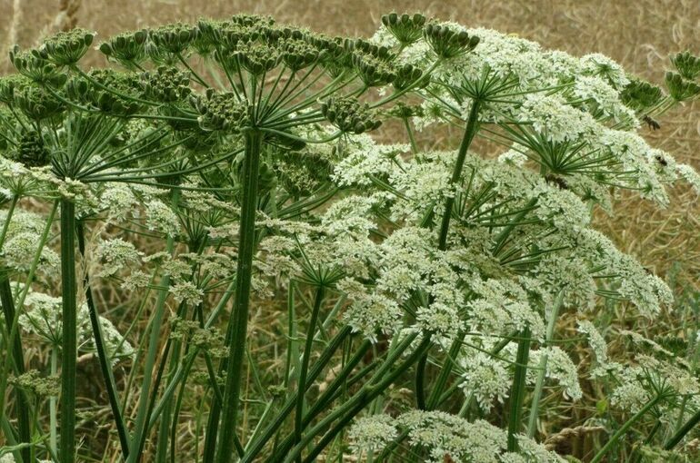 В Госдуму внесен законопроект о новых штрафах за неуничтожение борщевика