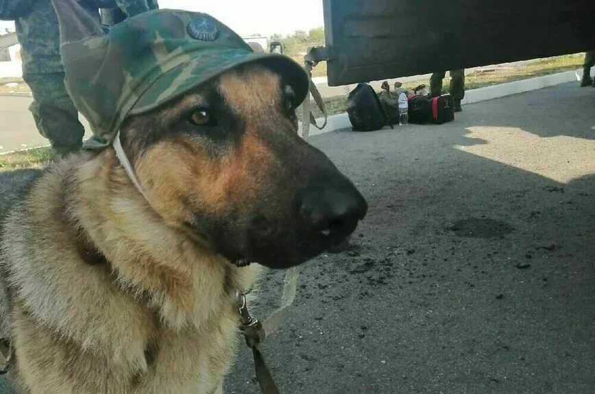 Пес Сармат.
