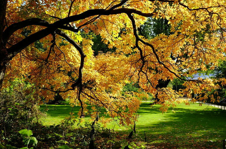 Россиянам пообещали теплый сентябрь