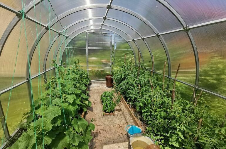 Дачникам напомнили, какие теплицы нужно регистрировать, чтобы избежать штрафа