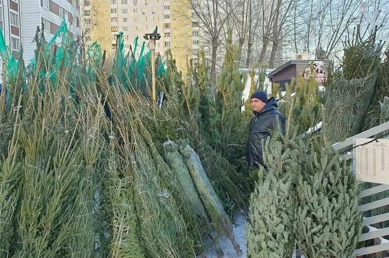 Новогодние елки подорожают в этом году на 10—20 процентов