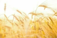 Россия впервые начала окрашивать пшеницу для экспорта