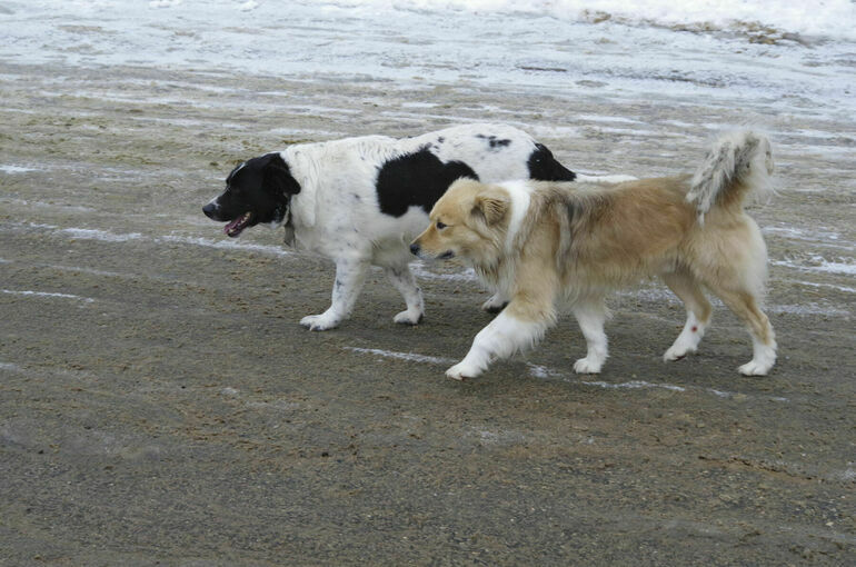 Путин поручил создать центр компетенций по ответственному обращению с животными