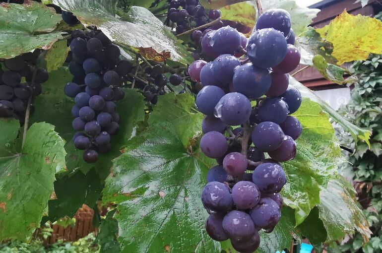 Садоводам и виноградарям могут расширить доступ к агрострахованию