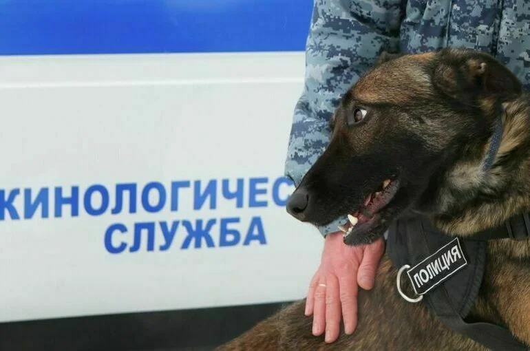Служебных собак будут тренировать на реальных наркотиках