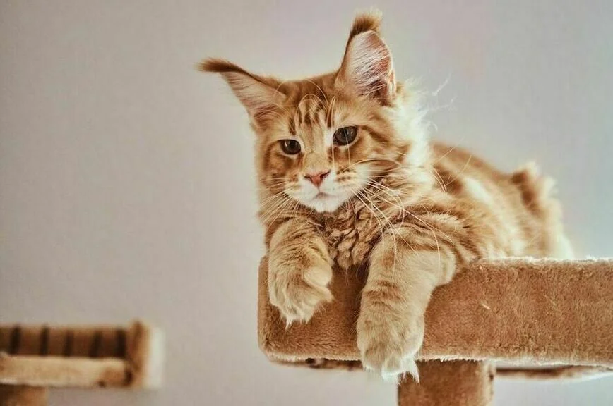 Чтоб жизнь кошачья не стала собачьей