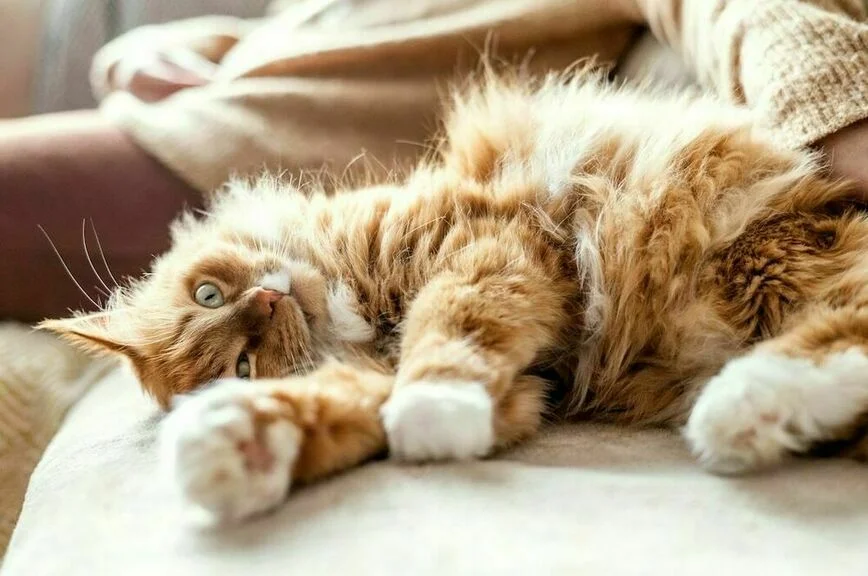 Чтоб жизнь кошачья не стала собачьей