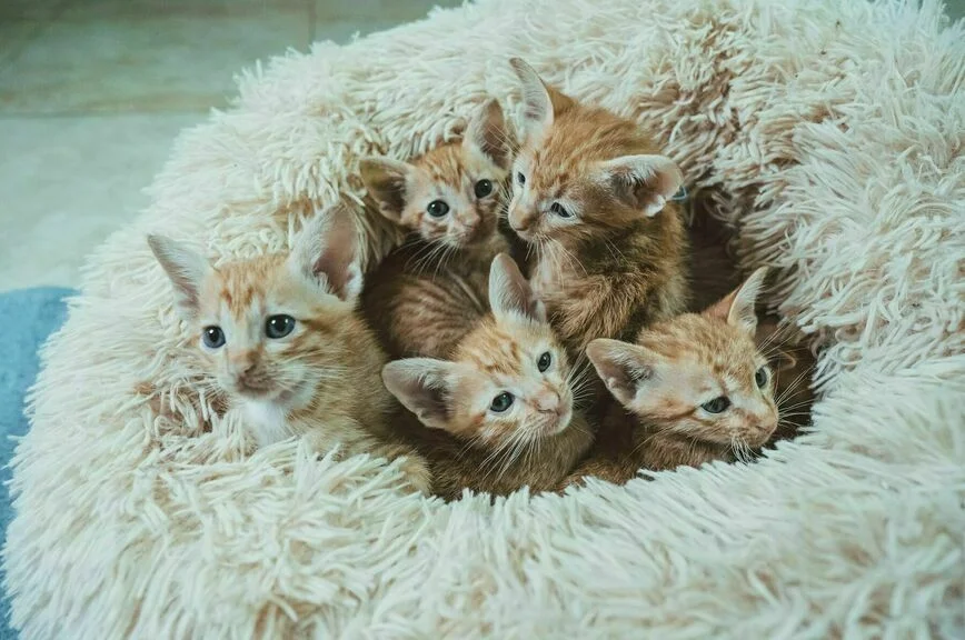 Чтоб жизнь кошачья не стала собачьей