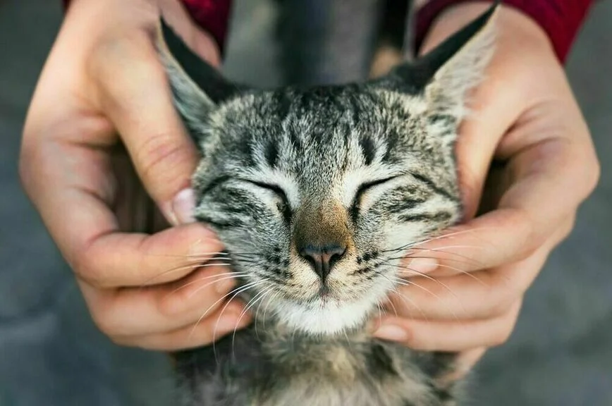 Чтоб жизнь кошачья не стала собачьей