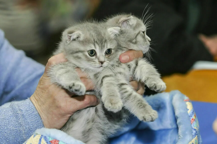 Чтоб жизнь кошачья не стала собачьей