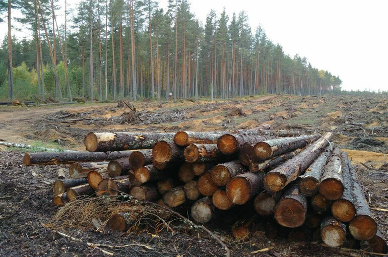 Минэкономразвития предлагает снять ограничения на рубку в защитных лесах