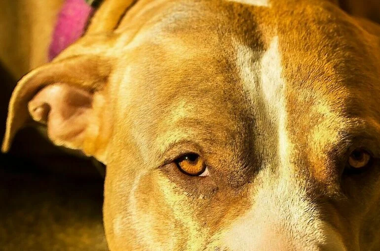 В Петербурге обсудят меры профилактики нападений агрессивных собак