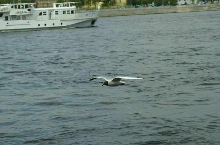 В Петербурге подводят итоги конкурса «Морской венок славы: моряки на службе Отечества»