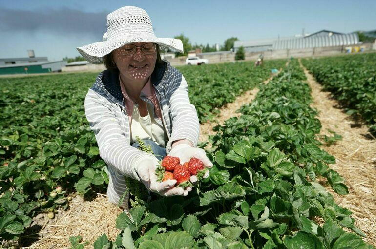 Сезонным работникам рассказали о трудовых гарантиях