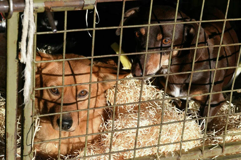 В регионах хотят создать экстренные номера на случай нападения бездомных собак