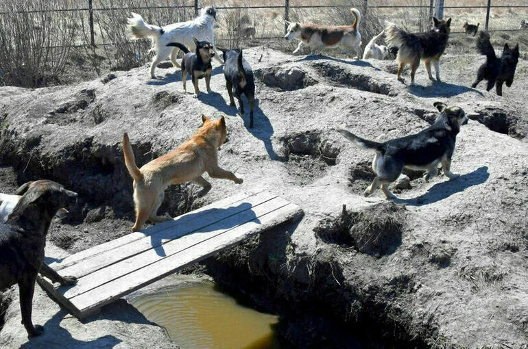 В регионах хотят создать экстренные номера на случай нападения бездомных собак