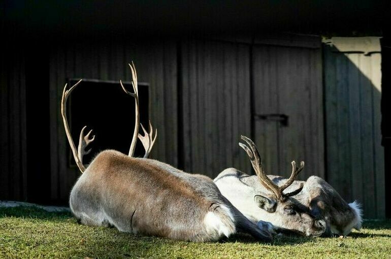 Историк: В годы войны на службу в Красную армию «призывали» северных оленей