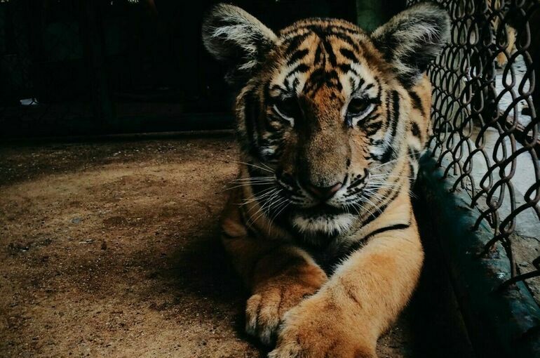 Каких животных запрещено держать дома