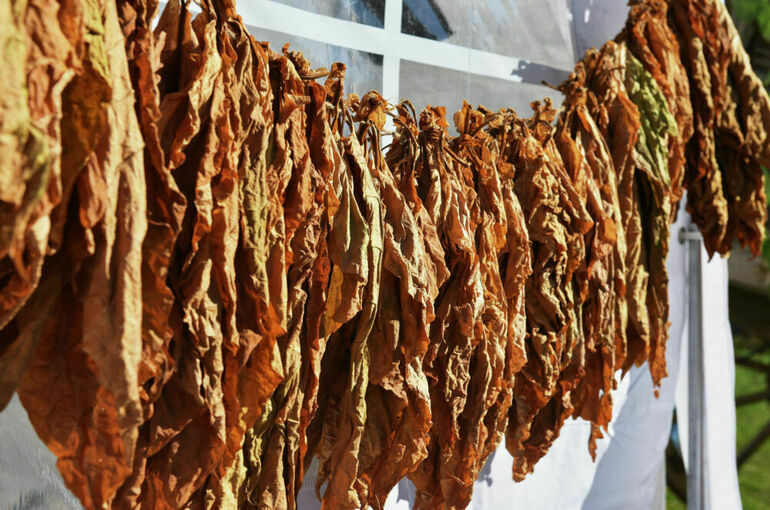 Регистрацию оборудования для производства табака упростят