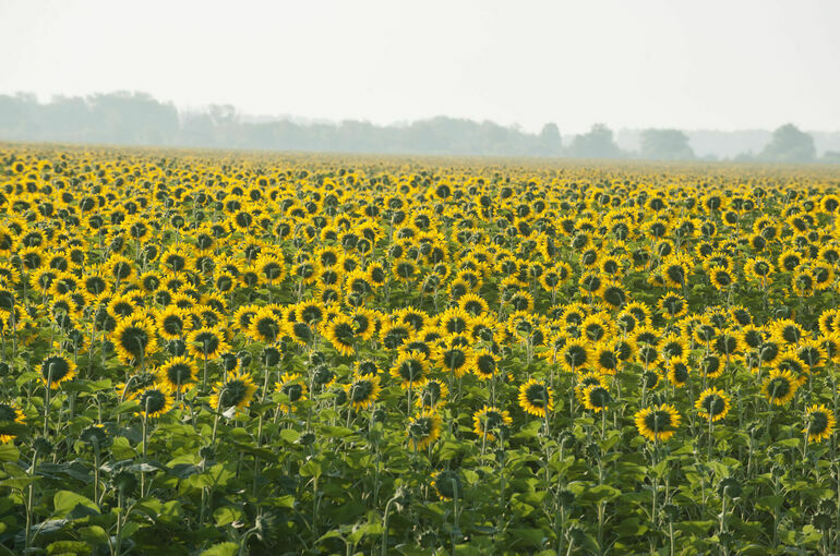 Создание компонентов для производства средств защиты растений предложили ускорить
