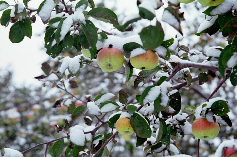 Минсельхоз: Необходимо обновлять сорта и технологии в условиях изменения климата