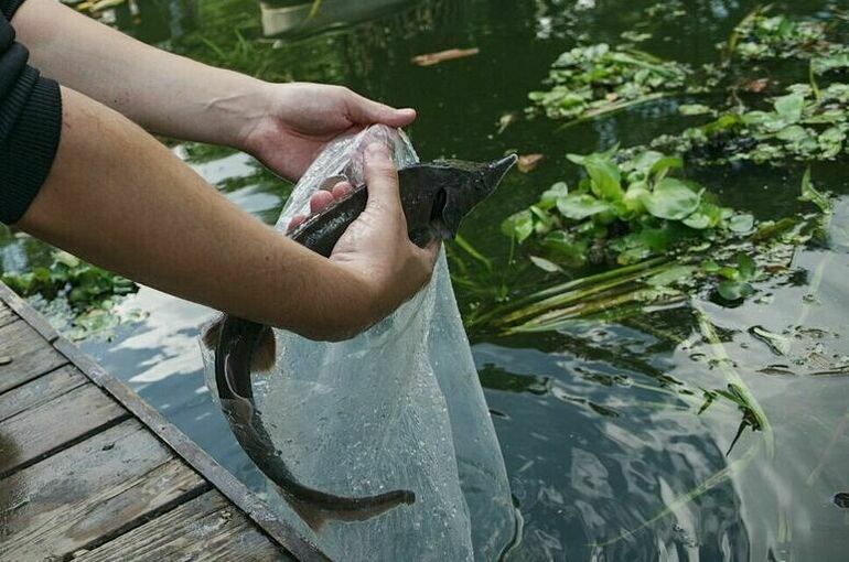 Запрет на вылов осетровых в Каспийском море призвали продлить