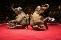 Дрессировщики раскритиковали идею запретить животных в цирках