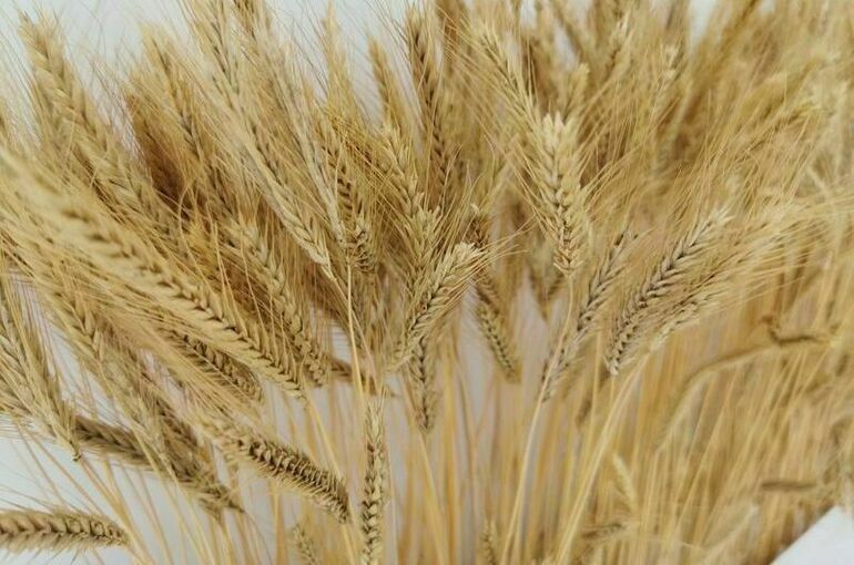 В Минсельхозе рассказали, скольким странам Россия поставляет продукцию АПК