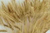 В Минсельхозе рассказали, скольким странам Россия поставляет продукцию АПК