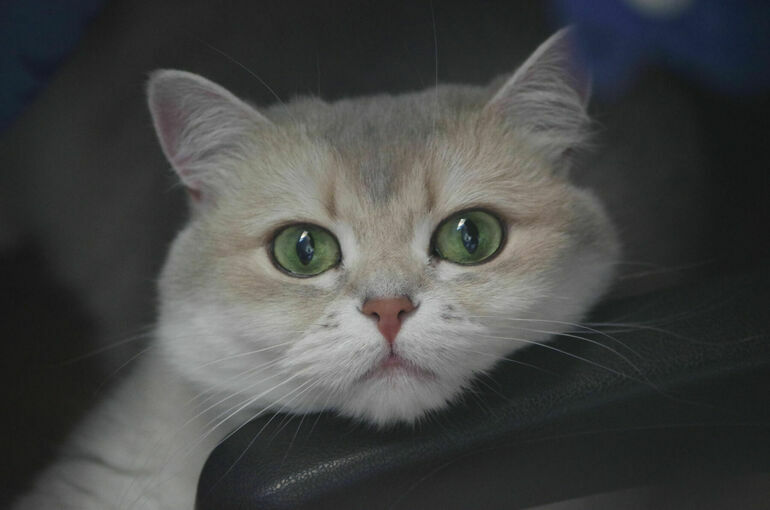 Перевозить животных в общественном транспорте Кубани будут по новым правилам