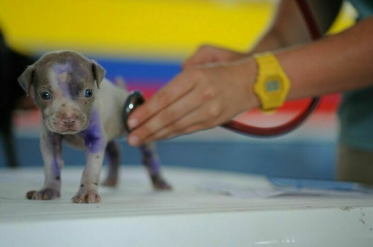 В ветеринарной клинике рассказали, как изменились цены на услуги за три года