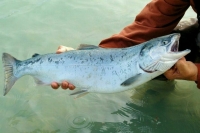 В Совфеде разрабатывают законопроекты в поддержку предприятий аквакультуры