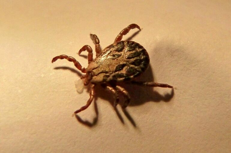 Роспотребнадзор: Свыше 266 тысяч человек обратились из-за укусов клещей