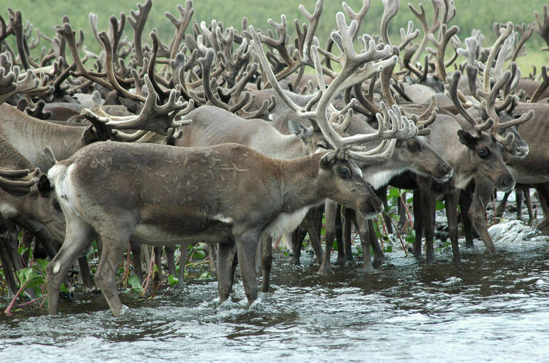 В Красноярском крае представители коренных народов сообщают о нарушении прав омбудсмену