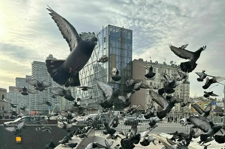 Вирусолог: Птичий грипп может протекать намного тяжелее «испанки»