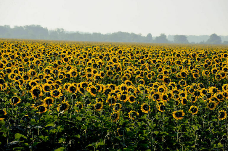На Кубани за нарушение закона о плодородии земель будут штрафовать
