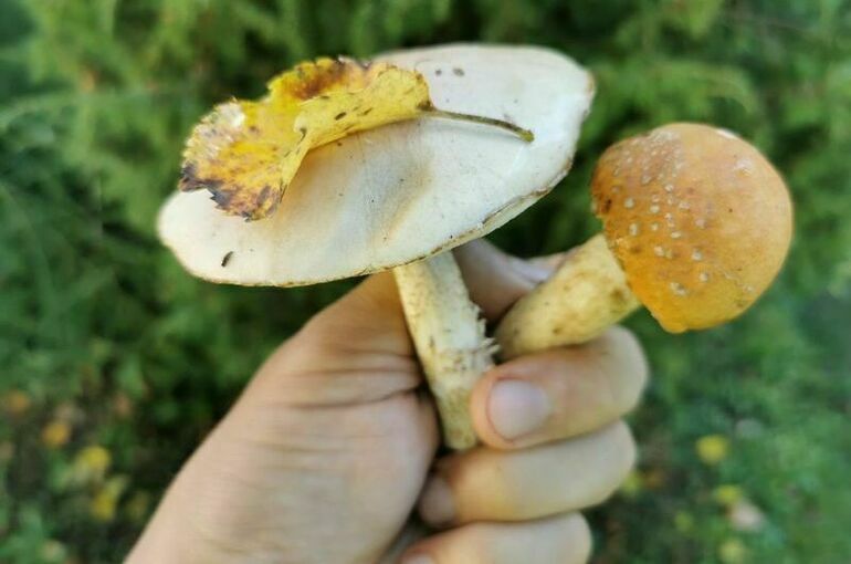 Эксперт предупредил об опасности собранных на даче грибов