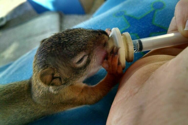 Работу реабилитационных центров для животных хотят регламентировать