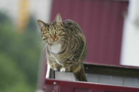 Депутат Арапов предложил бесплатно стерилизовать домашних животных