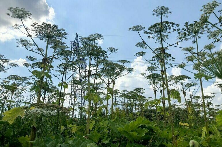 Владельцев земли обяжут бороться с борщевиком по единым правилам