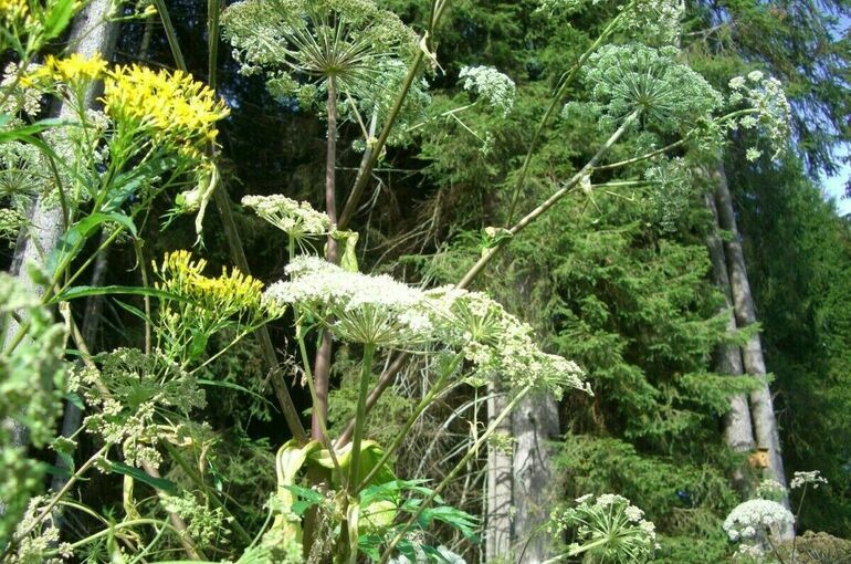 Госдума приняла закон о борьбе с борщевиком