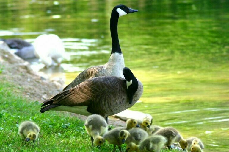 Кабмин предложил выйти из Конвенции по защите водоплавающих птиц