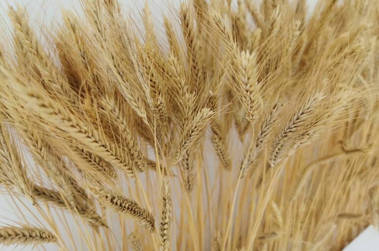 Экспорт пшеницы из России в Китай в I полугодии упал в 19 раз