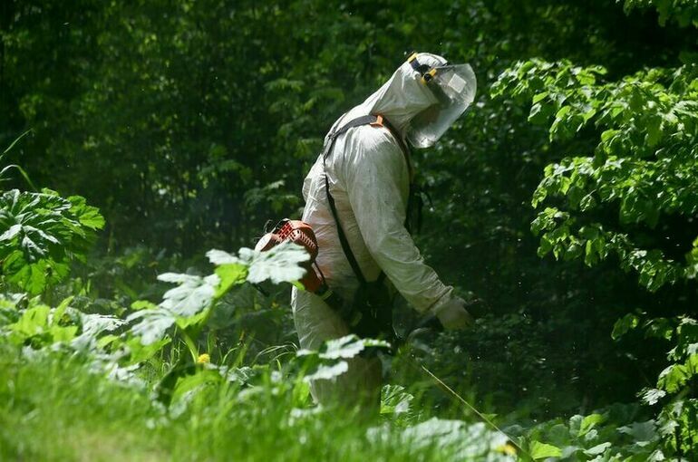 Владельцев участков обязали защищать свою землю от опасных растений
