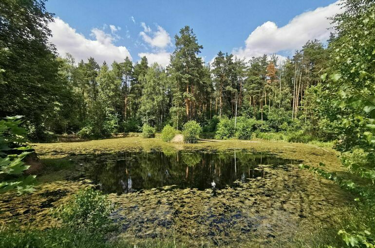 Добровольные дружины охраны природы планируют создать по всей России